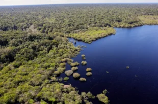 Desmatamento em áreas protegidas da Amazônia e do Cerrado tem queda