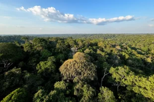 Amazônia e Cerrado evitaram emissões equivalentes às do Japão